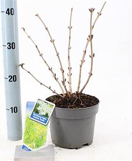 Sambucus nigra Golden Tower Pot 2 Liter30 - 40 cm