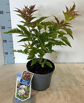 Sambucus nigra 'Serenade' Pot 2 Liter30 - 40 cm