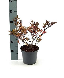 Sambucus nigra 'Thundercloud' Pot 3 Liter 30 - 40 cm