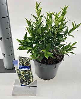 Sarcococca ruscifolia 'Dragon Gate' Pot 2 Liter 20 - 30 cm