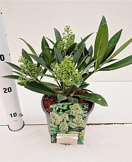 Skimmia confusa 'Kew Green' Pot 2 liter 25-30cm