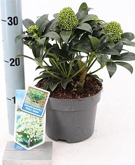Skimmia j. White Globe Pot 2 Liter 20 - 30 cm
