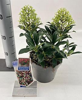 Skimmia j. Rubesta Cuba Pot 2 Liter 20 - 30 cm