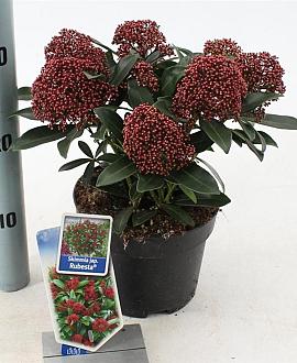 Skimmia j. Rubesta Pot 2 Liter 20 - 30 cm