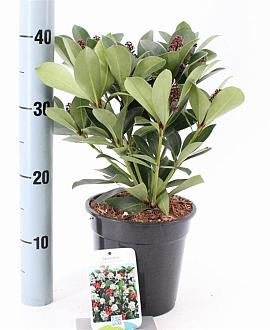 Skimmia j. 'Redruth' Pot 2 Liter 20 - 30 cm
