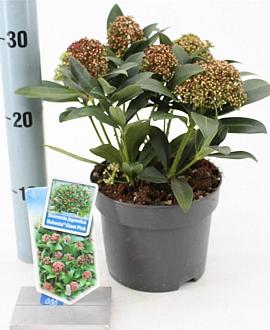 Skimmia j. Rubesta Giant Pink Pot 2 Liter 20 - 30 cm