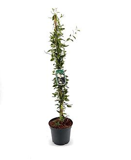 Sollya heterophylla Pot 3 Liter 60 - 80 cm