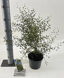 Sophora 'Little Baby' Pot 2 liter 25-30cm