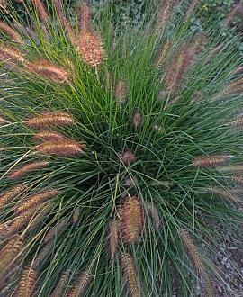Pennisetum alopecuroides viridesc. Pot 9 cm