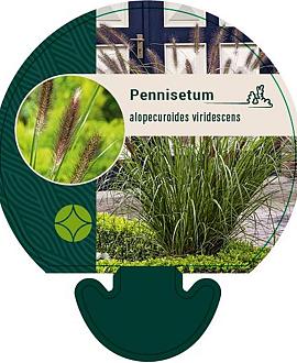 Pennisetum alopecuroides viridesc. Pot 9 cm