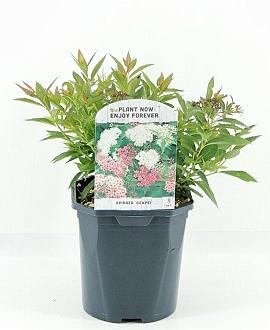 Spiraea jap. 'Genpei' Pot 2 Liter 20 - 30 cm