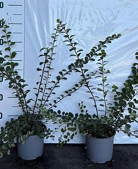 Spiraea nipp. 'Snowmound' Pot 2 Liter40 - 60 cm