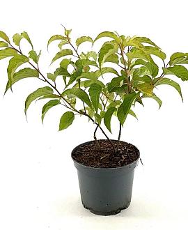 Stachyurus praecox Pot 3 Liter 30 - 40 cm