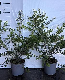 Symphoricarpos ch. 'Hancock' Pot 2 Liter40 - 60 cm