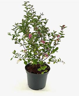 Symphoricarpos Magical Candy Pot 3 Liter 40 - 50 cm