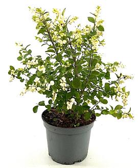 Symphoricarpos Magical Galaxy Pot 3 Liter 40 - 50 cm