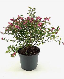 Symphoricarpos Magical Sweet Pot 3 Liter 40 - 50 cm