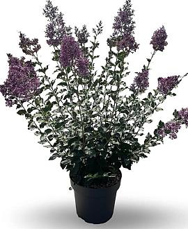 Syringa Bloomerang Dark Purple Pot 12 liter 60 - 80 cm