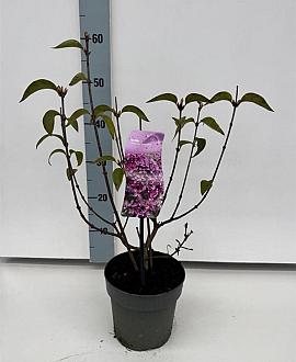 Syringa chinensis 'Saugeana' Pot 2 liter 25-30cm
