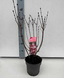 Syringa 'Josée' Pot 2 liter 25-30cm