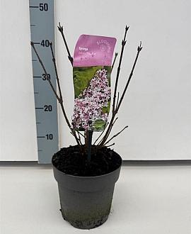 Syringa patula 'Miss Kim' Pot 2 liter 25-30cm
