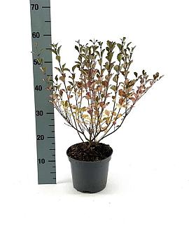 Syringa 'Red Pixie' Pot 3 Liter 30 - 40 cm