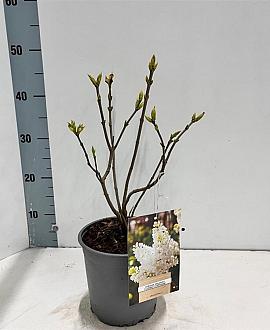 Syringa v. 'Mme Florent Stepman' Pot 2 Liter30 - 40 cm