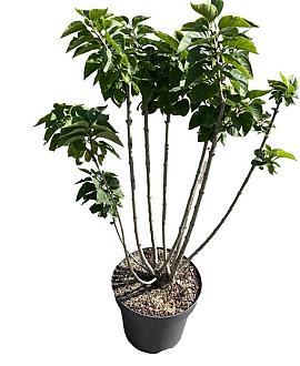 Syringa v. 'Mme Lemoine' Pot 4 Liter 40 - 50 cm