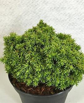 Cryptomeria j. 'Tenzan' Pot 3 Liter 10 - 20 cm