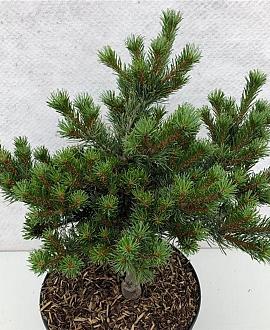 Pinus parviflora Pot 7,5 Liter 30 - 40 cm
