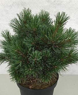 Pinus strobus 'Krüger's Lilliput' Pot 7,5 Liter 30 - 40 cm