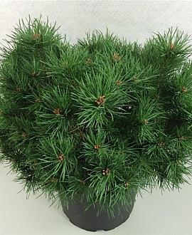 Pinus sylv. 'Sandringham' Pot 10 liter 30 - 40 cm