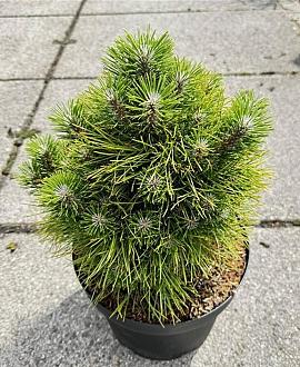 Pinus tabuliformis 'Shenyang' Pot 10 liter 30 - 40 cm