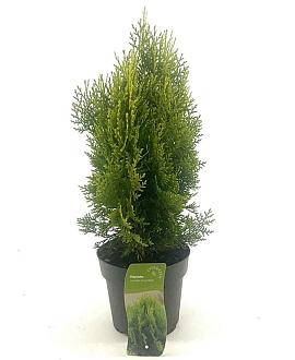Platycladus or. 'Aurea Nana' Pot 2 liter 25-30cm