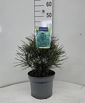 Sciadopitys verticillata Pot 5 liter 25-30cm