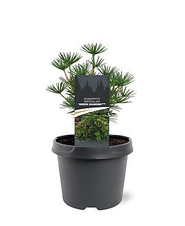 Sciadopitys vert. Green Diamond Pot 3 Liter 