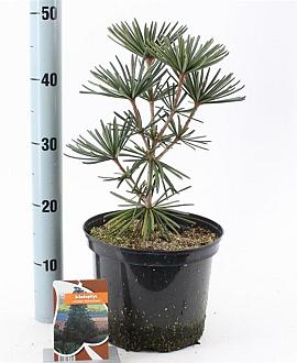 Sciadopitys vert. 'Sternschnuppe' Pot 5 Liter 30 - 40 cm