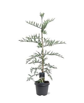 Sequoia sempervirens Pot 5 Liter 100 - 125 cm