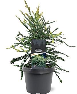 Sequoia s. 'Adpressa' Pot 3 Liter 