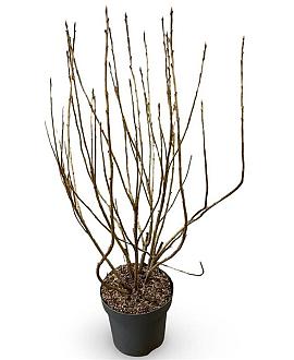 Ribes nigr. 'Titania' Pot 12 liter 100 - 125 cm