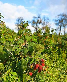 Rubus idaeus 'Malling Promise' Pot 20 Liter 175 - 200 cm