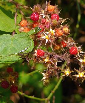 Rubus phoenicolasius Pot 20 Liter 175 - 200 cm