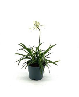Agapanthus Everpanthus Ever White Pot 2 Liter 20 - 30 cm
