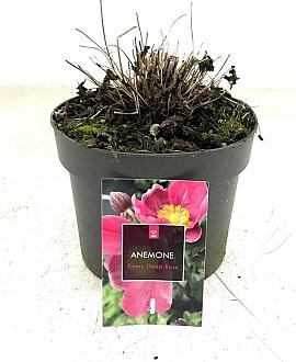 Anemone h. 'Emmy Deep Rose' Pot 2 Liter