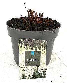 Astilbe japonica Pot 2 Liter