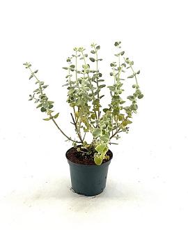Ballota pseudodictamnus Pot 2 liter 25-30cm