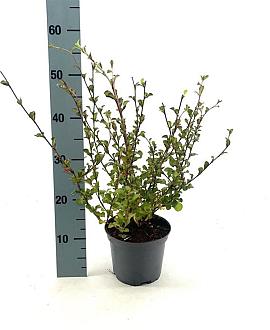 Ceratostigma griffithii Pot 2 Liter30 - 40 cm