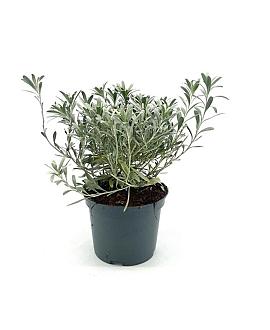 Convolvulus cneorum Pot 2 liter 25-30cm