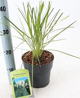 Cortaderia s. 'White Feather' Pot 2 Liter60 - 80 cm