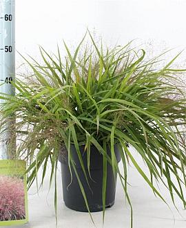 Eragrostis spectabilis Pot 6,5 liter 40 - 60 cm